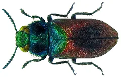 Anthaxia Salicis (Fabricius, 1781) (5598486222)