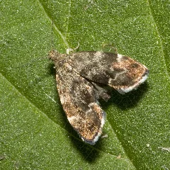 Anthophila.fabriciana.7642