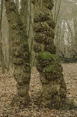 Anthracnose Canker Baumkrebs Pflanzenkrebs Chancre Antracnosis 01A