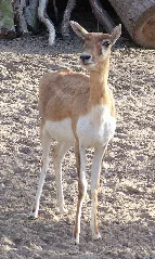 Antilope Cervicapra In Rostock