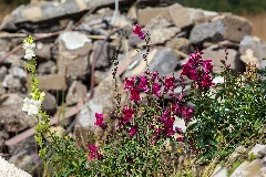 Antirrhinum Majus Michad 2
