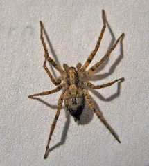 Anyphaena Accentuata2