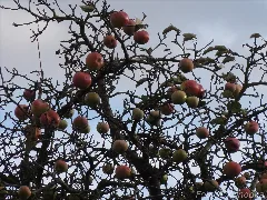 Apfelbaum Ohne Blätter. Panoramio