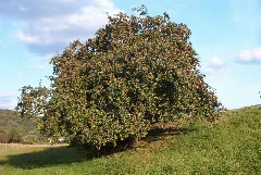 Apfelbaum Winterrambour Hochstamm
