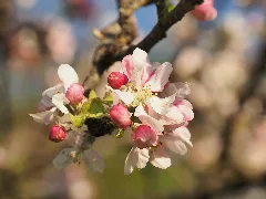 Apfelblüte Im Schutzgebiet 84210000073