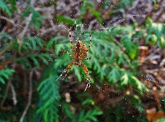 Araneus Diadematus 01