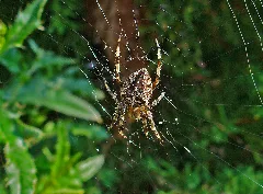 Araneus Diadematus 02