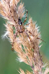 Araneus Diadematus 07092009
