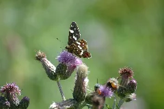 Araschnia Levana On Cirsium Arvense 2007 07 25 (10)