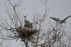 Ardea Cinerea
