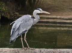 Ardea Cinerea Qtl3