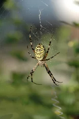Argiope Bruennichi 001