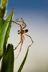 Argiope Bruennichi Michad 6