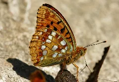 Argynnis Adippe 01