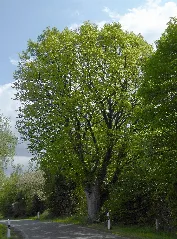 Arholzen Naturdenkmal Linde