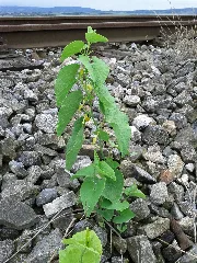 Aristolochia Clematitis Sl1