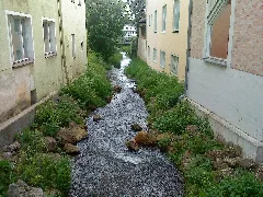 Arm Der Fichtenohe1