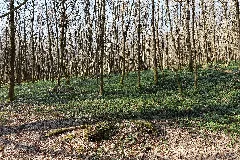 Around Klingbach In The Gutsbezirk Spessart 2022 03 09 29
