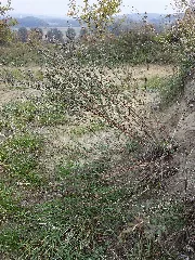 Artemisia Campestris Sl1