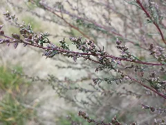 Artemisia Campestris Sl2