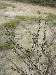 Artemisia Campestris Sl3