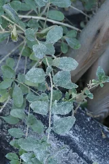 Arthrocladiella Mougeotii 225878567