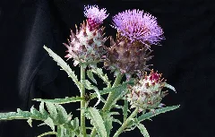 Artischocke (Cynara Cardunculus) B