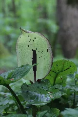 Arum Maculatum (34503944031)