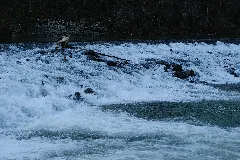 Arve @ Chêne Bougeries (50837914602)