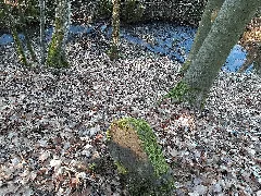 Aspenbach, Kupferzell 2021 10