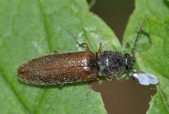 Athous Vittatus 11 Fws