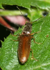 Athous Vittatus 8413386