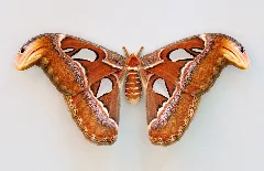 Attacus Atlas Qtl1
