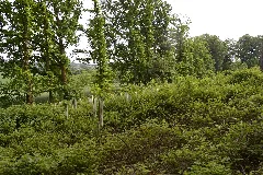 Aufforstung Im Landschaftsschutzgebiet "Zu Den Rechen"