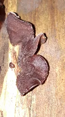 Auricularia Auricula Judae 107085455