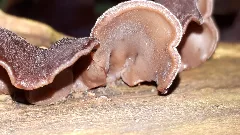 Auricularia Auricula Judae 107085476