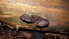 Auricularia Auricula Judae 107085504