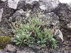 Aurinia Saxatilis Sl1