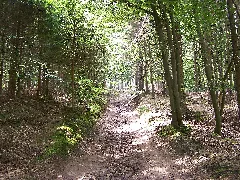 Ausgewaschener Weg Am Hüggel