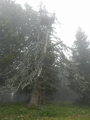 Aussichtsbaum Panoramio