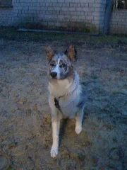 Australian Sheperd Hündin Anushka Hütehund
