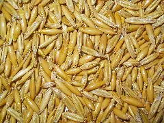 Avena Sativa 004