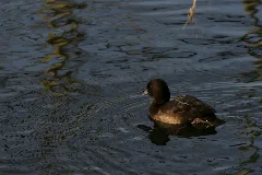 Aythya Fuligula Female