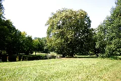 Bad Muskau Park 19 Ies