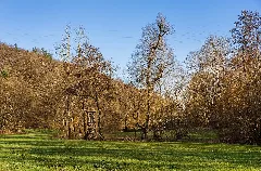 Bad Rappenau Grombach Insenbachtal Ufervegetation Im März (1)