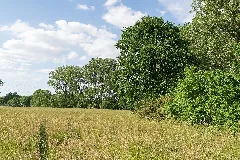 Bad Salzuflen 2015 06 07 Lip 045 Holzhauser Bruch (6)