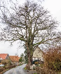 Bad Salzuflen (Ehrsen Breden) Mittelstr.15(Naturdenkmal)