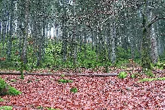 Bad Wildbad, Waldpanorama An Der Rennbachsteige, 2023 02