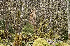 Baden Württemberg, Bannwald Zweribach, Sg Nr 100010