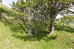 Baden Württemberg, Bopfingen, Naturschutzgebiet Ipf, Wdpa 82002 3